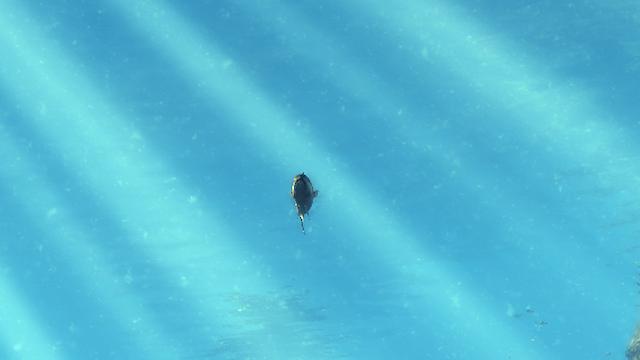 Image for the game Depth Hunter