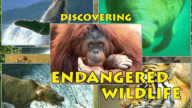Image for the game Discovering Endangered Wildlife