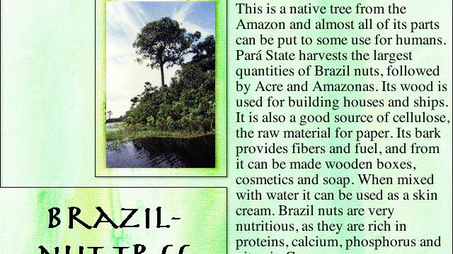 Image for the game Lost in the Amazon